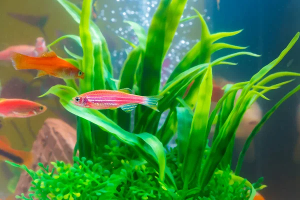 Kleine rote Fische mit grüner Pflanze im Fischbecken oder Aquarium darunter — Stockfoto