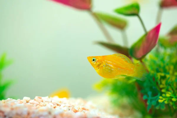 Peixinho Molly, Poecilia latipinna em aquário ou aquário . — Fotografia de Stock