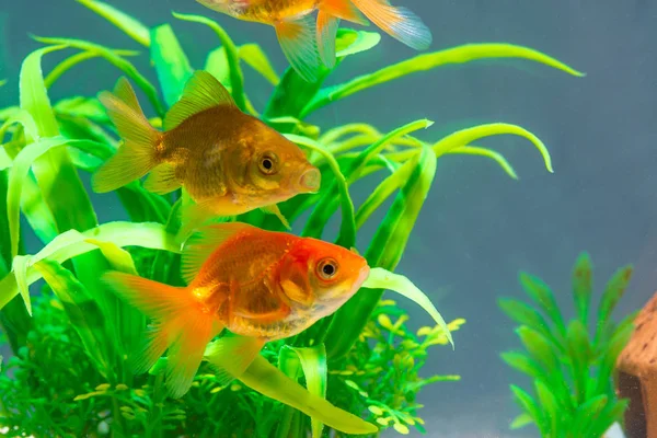 Zlatá ryba nebo zlatá ryba plovoucí pod vodou v čerstvém akvária — Stock fotografie