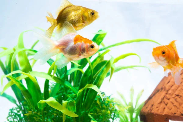 Altın balık veya taze Aqua sualtı yüzme yüzen Goldfish — Stok fotoğraf