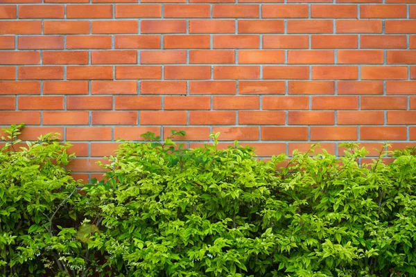 Fondo de fragmento de pared de ladrillo rojo con planta verde . — Foto de Stock