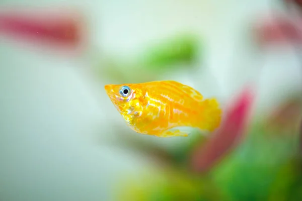 Lilla Molly fisk, Poecilia latipinna i fisk tank eller akvarium. — Stockfoto