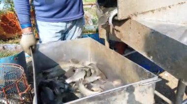 İşçiler lojistik veya pazara taşıma öncesinde balık çiftliğinde yayın balığı boyutunu sıralama vardır. Tayland balık endüstrisi. 4k Ultra HD.