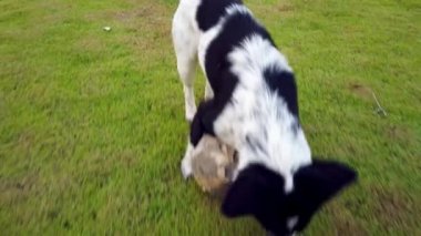 Yaz aylarında yeşil cam çayır alanında ağzına mutlu köpek ısırmak futbol topu veya futbol. Cam alanında PET, 4k Ultra HD.