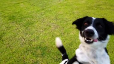 Mutlu köpek koşu ve yaz aylarında yeşil cam çayır üzerinde atlama oynarken, cam alanda PET, 4k Ultra HD.
