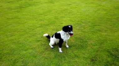 Mutlu köpek koşu ve yaz aylarında yeşil cam çayır üzerinde atlama oynarken, cam alanda PET, 4k Ultra HD.