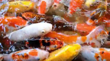 Koi carps renkli fantezi sazan balık beslenme havuz veya çiftlik gıda için rakip, Ultra HD 4k.