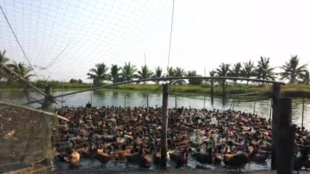 Eend Boerderij Eten Zwemmen Marsh Traditionele Landbouw Thailand Ultra — Stockvideo