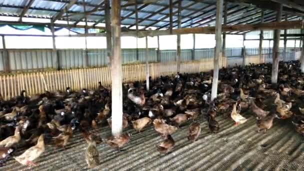 Grupo Patos Fazenda Agricultura Tradicional Tailândia Fazenda Animais Ultra — Vídeo de Stock