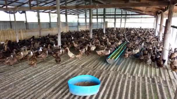 Gruppe Von Enten Auf Dem Bauernhof Traditionelle Landwirtschaft Thailand Viehzucht — Stockvideo