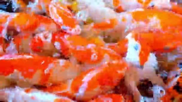 Alimentación Coloridos Peces Carpa Lujo Carpas Koi Hacinamiento Que Compiten — Vídeos de Stock
