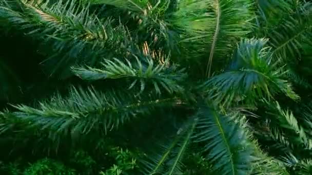 Stark Vind Eller Kraftig Vind Böja Trädet Marken Hög Vinkel — Stockvideo