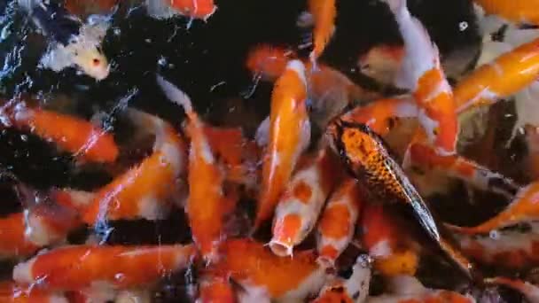 慢动作喂食五彩斑斓的鲤鱼 鱼群拥挤 在游泳池或农场争夺食物 — 图库视频影像