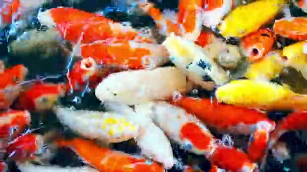 Feeding Colourful Fancy Carp Fish Koi Carps Crowding Competing Food — Stock Video