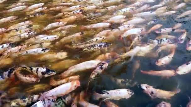 池で泳いでいる多くのナイルレッドティラピアの魚 カルチャーフィッシュファーム ウルトラ スローモーション — ストック動画