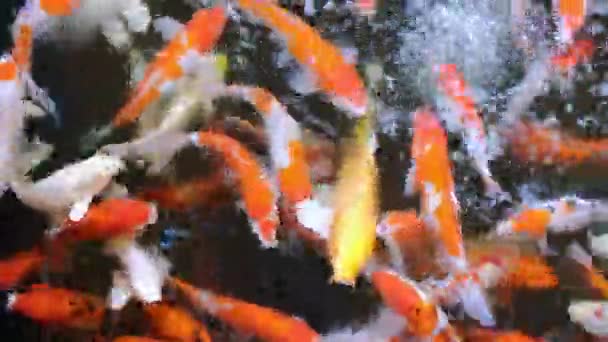 Alimentación Coloridos Peces Carpa Lujo Carpas Koi Hacinamiento Que Compiten — Vídeos de Stock