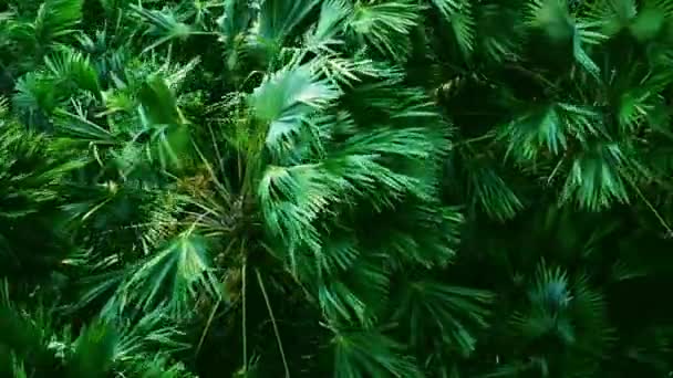 Viento Fuerte Viento Pesado Dobla Árbol Suelo Vista Ángulo Alto — Vídeos de Stock