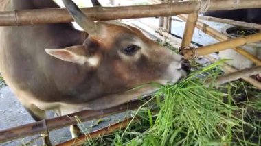 Ox veya Cow çiftlik Tayland yeşil çim yiyor.