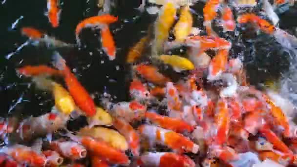 喂五颜六色的花式鲤鱼的锦鲤鱼拥挤的争夺食物在游泳池或农场 充分的高清 — 图库视频影像