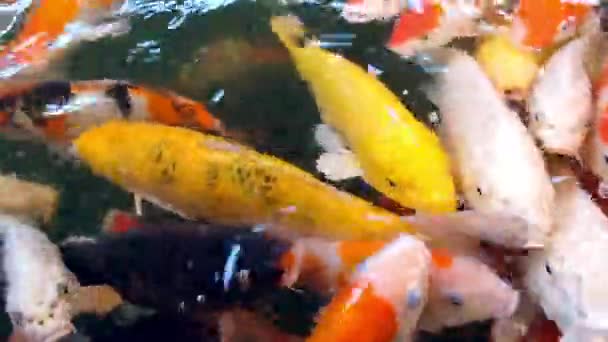 การให อาหารปลาคาร พแฟนซ นของ Koi Carps Crowding าหร บอาหารในสระว ายน — วีดีโอสต็อก