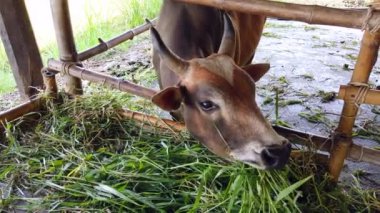 Ox veya Cow çiftlik Tayland yeşil çim yiyor.