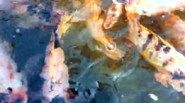 Gölet, kültür balık çiftliği, 4k Ultra HD birçok Nil kırmızı Tilapia balık yüzme.