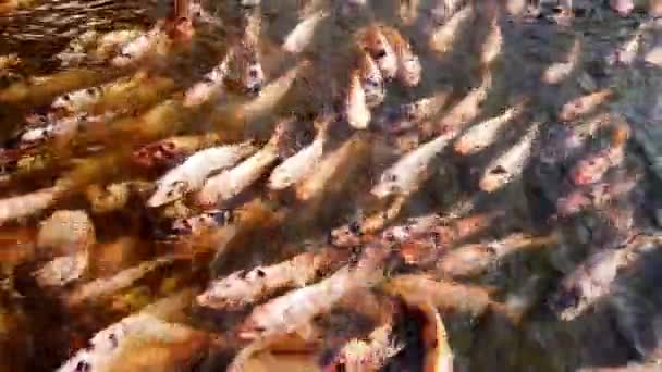 Viele Nilrote Tilapia Fische Schwimmen Teich Kultur Fischzucht Ultra — Stockvideo