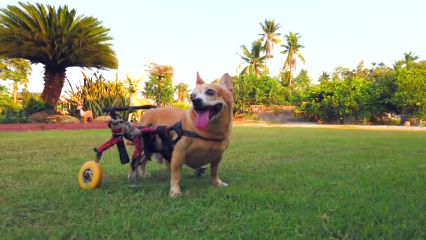 快乐可爱的小狗在轮椅或购物车支持腿在草地上行走 超高清4K — 图库视频影像