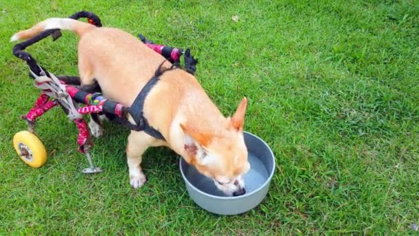 Feliz Lindo Perrito Silla Ruedas Carro Apoyo Piernas Caminando Corriendo — Vídeo de stock