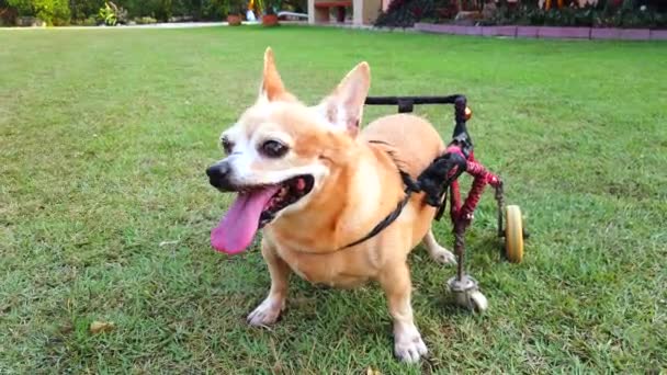 Happy Cute Little Dog Wózku Inwalidzkim Lub Wózek Wsparcia Nogi — Wideo stockowe