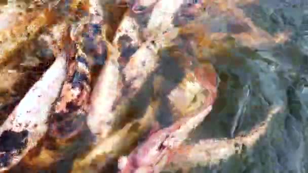 池で泳ぐ多くのナイルレッドティラピア魚 カルチャーフィッシュファーム ウルトラ — ストック動画