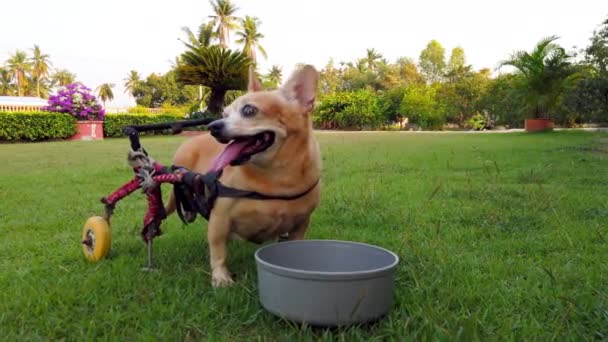 Happy Cute Little Dog Wheelchair Cart Support Legs Walking Grass — стоковое видео