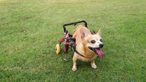 Happy Cute Little Dog Wheelchair Cart Support Legs Walking Grass — стоковое видео