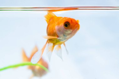 Altın balık veya taze Aqua sualtı yüzme yüzen Goldfish