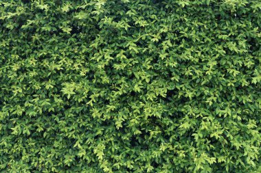 Yeşil duvar arka plan, duvardaki bitki yaprakları