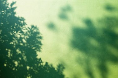 Yeşil duvar arka planında ağaç dalı gölgesi.