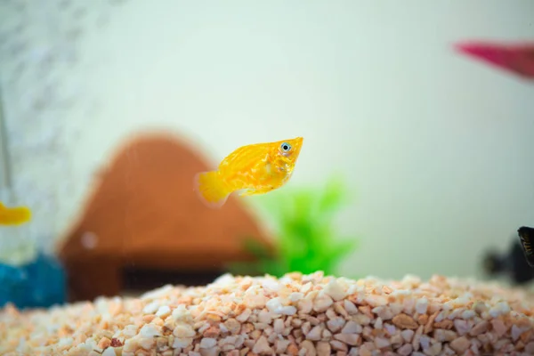 Lilla Molly fisk, Poecilia latipinna i fisk tank eller akvarium. — Stockfoto