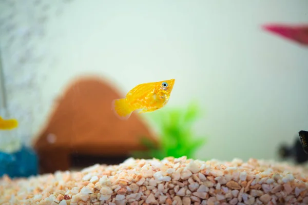 Peixinho Molly, Poecilia latipinna em aquário ou aquário . — Fotografia de Stock