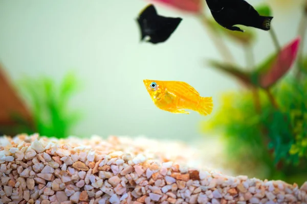 Petit poisson Molly, Poecilia latipinna en aquarium ou aquarium . — Photo