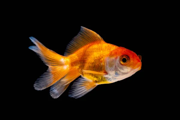 Gouden vis of goudvis geïsoleerd op zwarte achtergrond. — Stockfoto