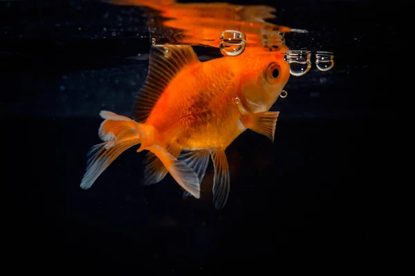 Gold fish or goldfish floating swimming underwater in fresh aqua