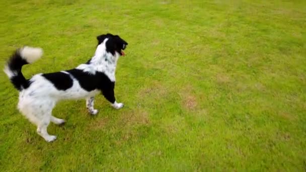 Feliz Perro Corriendo Jugando Saltar Prado Vidrio Verde Verano Mascota — Vídeos de Stock