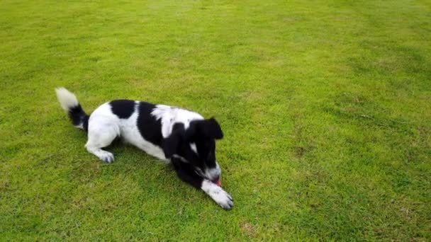 幸せな犬が実行され 夏には緑のガラスの草原でジャンプを再生し ガラス分野で Pet ウルトラ — ストック動画