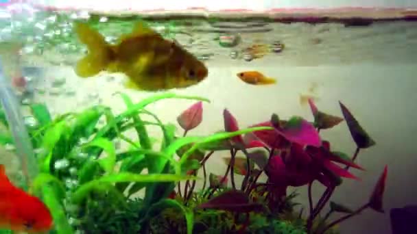 Gold Fish Goldfish Floating Swimming Underwater Fresh Aquarium Tank Green — Stock Video