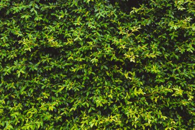 Yeşil duvar arka plan, duvardaki bitki yaprakları