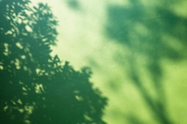 Yeşil duvar arka planında ağaç dalı gölgesi.