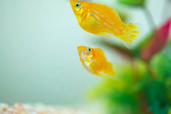 Peixinho Molly, Poecilia latipinna em aquário ou aquário . — Fotografia de Stock