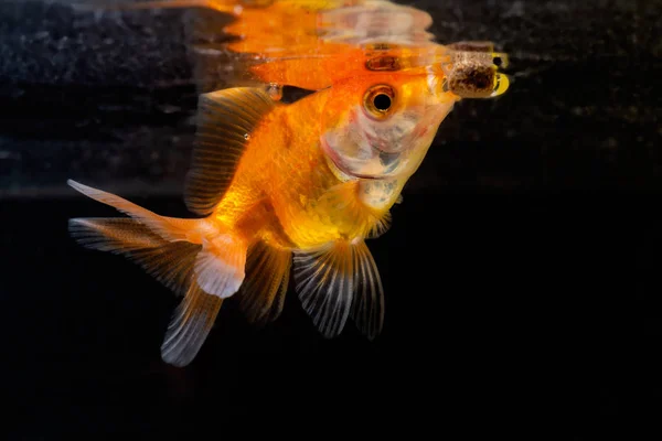 Gold fish or goldfish floating swimming underwater in fresh aqua