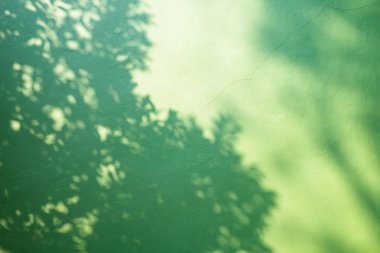 Yeşil duvar arka planında ağaç dalı gölgesi.