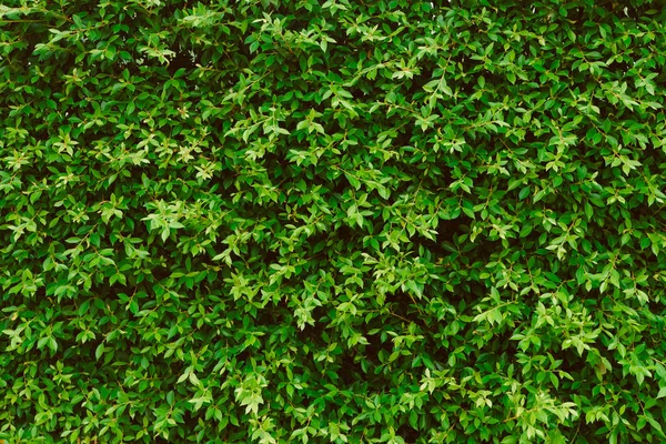 Zelené listy stěna pozadí, závod na zdi — Stock fotografie